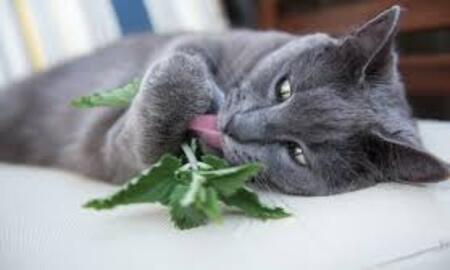  catnip