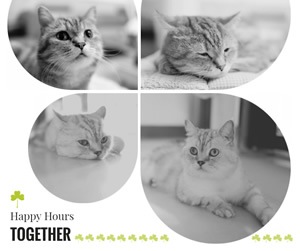 Cute Cat Facebook Post Design