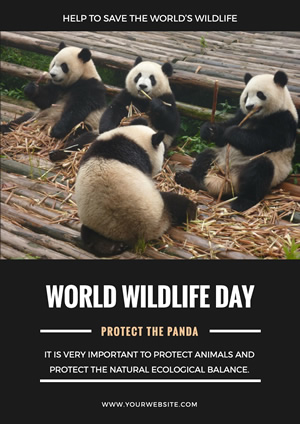 Black Background Cute Panda Photo Poster  Design